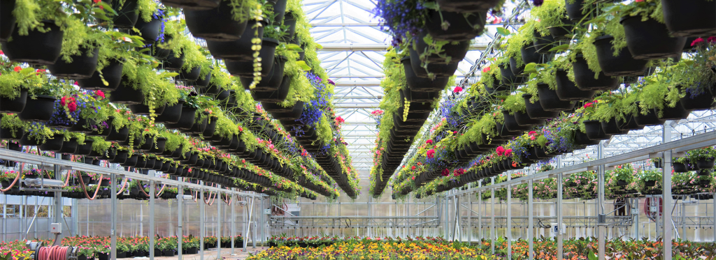 What are the greenhouse cultivation costs during winter? RESIZED Header luminosa horticole interieur willyhaeck 2019