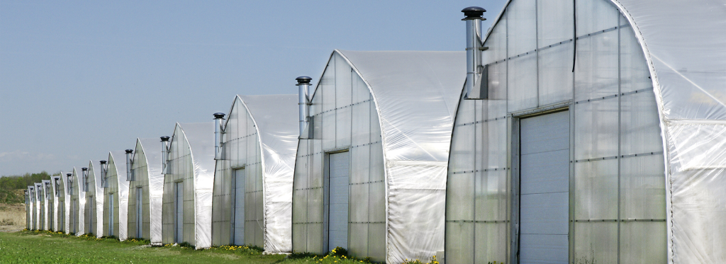 Greenhouse Production: Navigating Finance & Manpower Hurdles header defi producteur