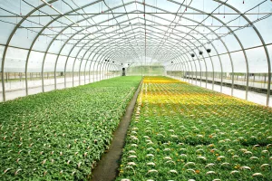 Commercial Freestanding Greenhouse