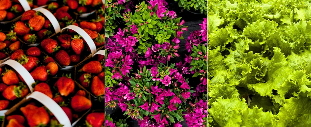 BC Farm Business Accelerator: 4 Proven Ways to Launch Your Greenhouse Operation 14 Peach and Orange Minimal Lead Magnet Opt In Blog Banner 3039 x 1350 px 3300 x 1350 px