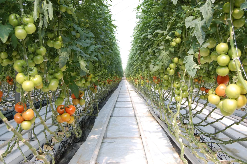 Choosing the perfect greenhouse for you Produit type culture choix 2 ajout couleur rouge tomates