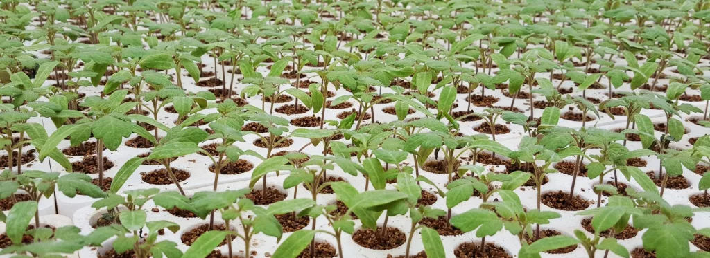 How to apply for funding for your greenhouse project header blogue financement
