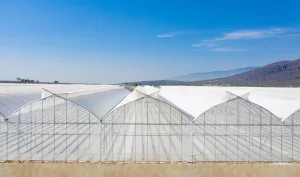 Gutter-connected Greenhouses - Mexico