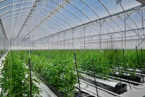 Polyéthylène pour serre