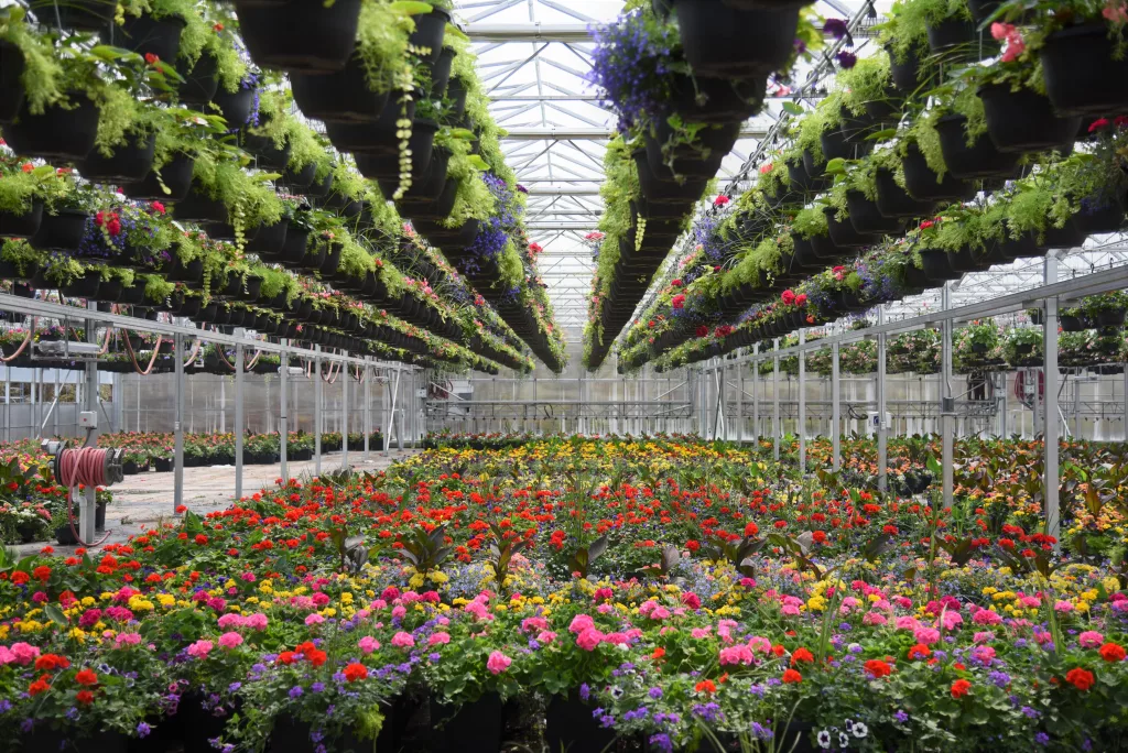 Serre horticole professionnelle - serre jumelée