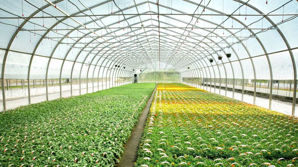 Serre individuelle - Floriculture - Flowers - Quebec