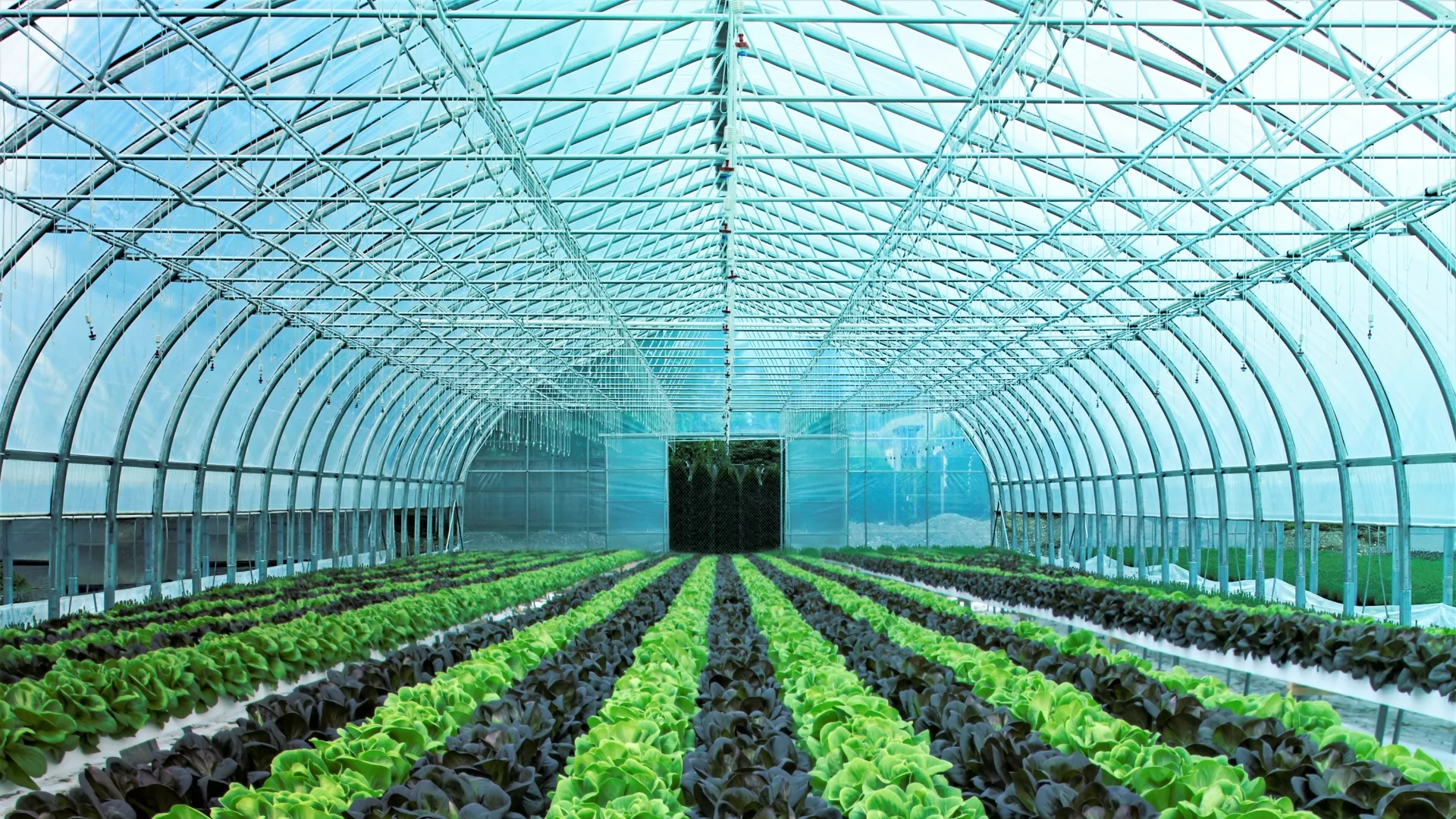 Hospitality Greenhouses Freestanding Greenhouses Produce