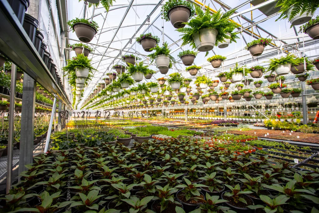Polyethylene Covered Greenhouse vs. Glass House serre-en-polyethylene