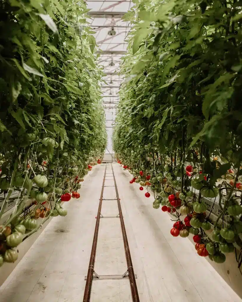 Indoor Farming - tomatoes