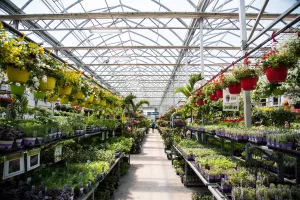 Gutter-connected Greenhouses - Flowers
