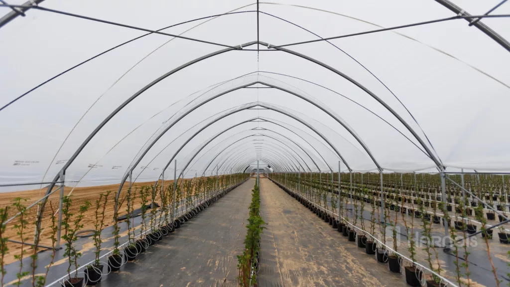 Harnois Greenhouses and Dubois Agrinovation announce a partnership harnois dubois 03