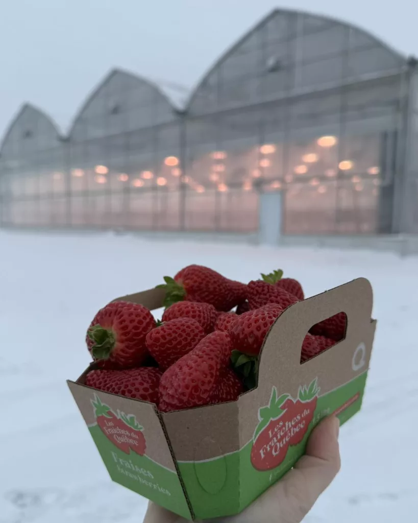 year-round strawberry greenhouse