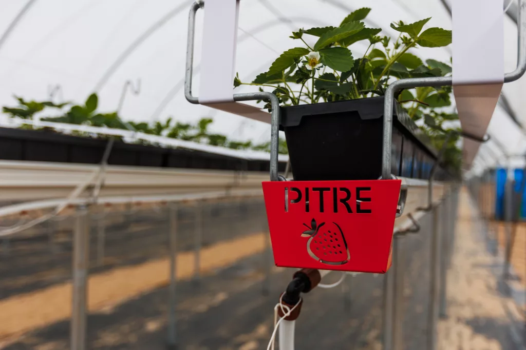 Commercial High Tunnel Strawberry Production
