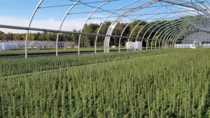 freestanding greenhouse - ovaltech - tree seedling