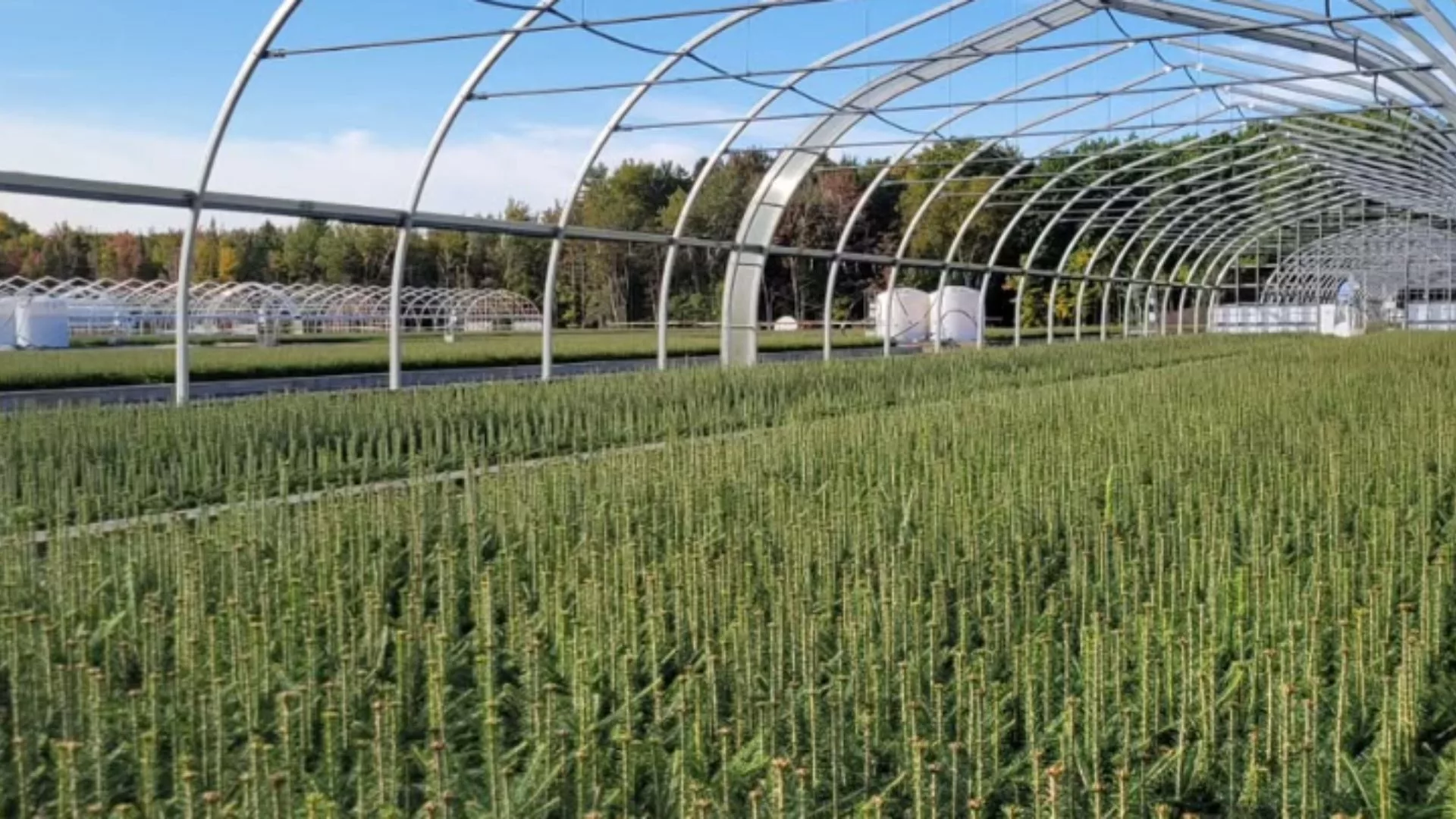 freestanding greenhouse - ovaltech - tree seedling