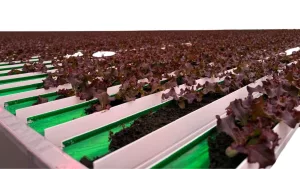 VegPro - Commercial Glass Greenhouse - Table