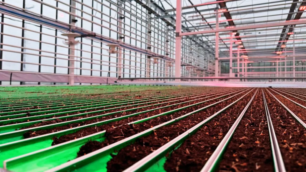 VegPro - Commercial Glass Greenhouse - Lettuce