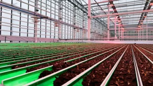 VegPro - Commercial Glass Greenhouse - Lettuce