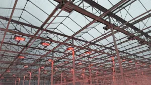VegPro - Commercial Glass Greenhouse - Lighting