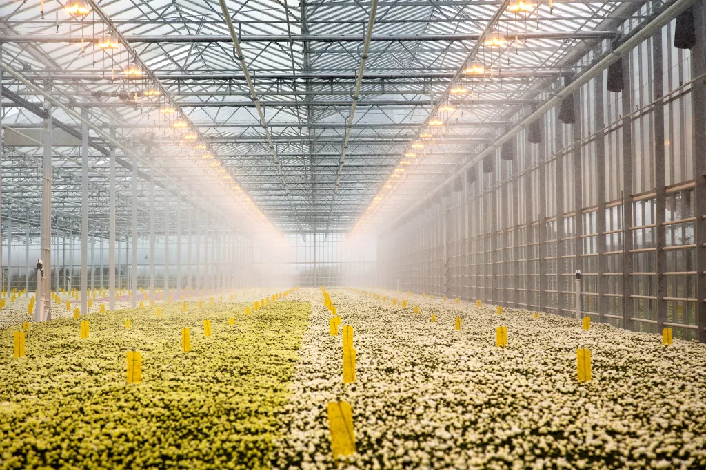 Commercial Greenhouses for sale Alberta