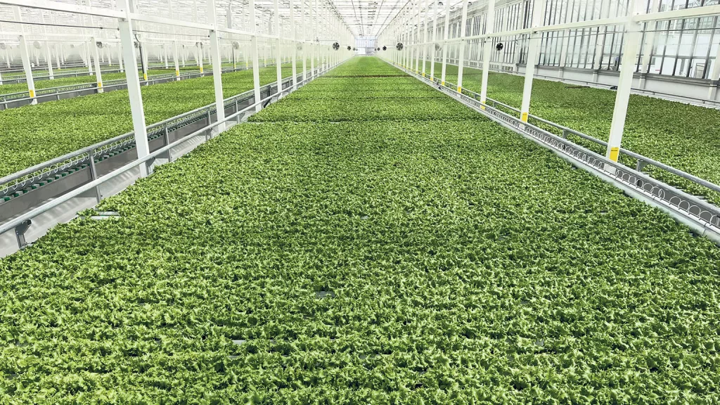 commercial glass greenhouse cost