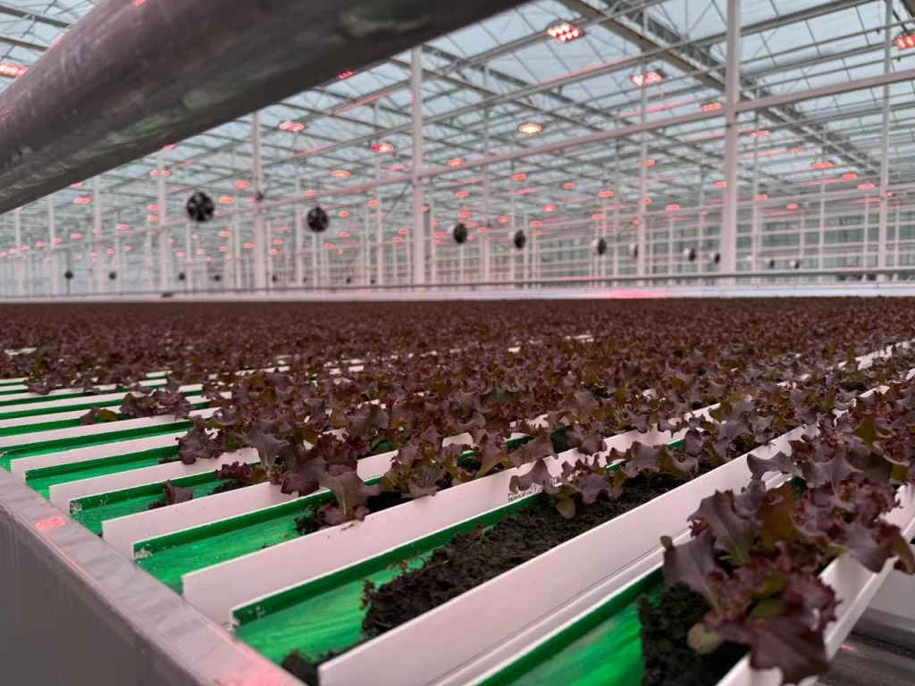Innovative Commercial Glass Greenhouse 1745152273071