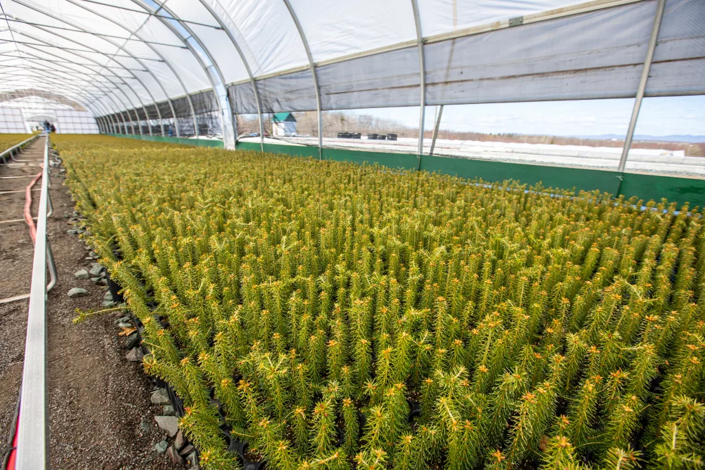 Greenhouses for nurseries - Resinex