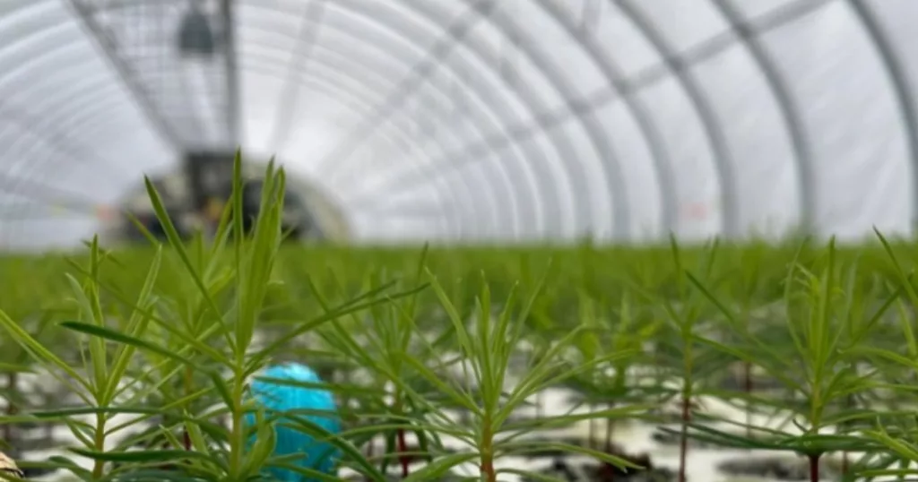 prt_growing_services_commercial_greenhouses_british_columbia