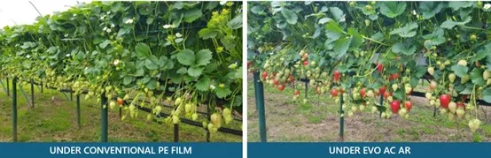 Evo AC greenhouse films