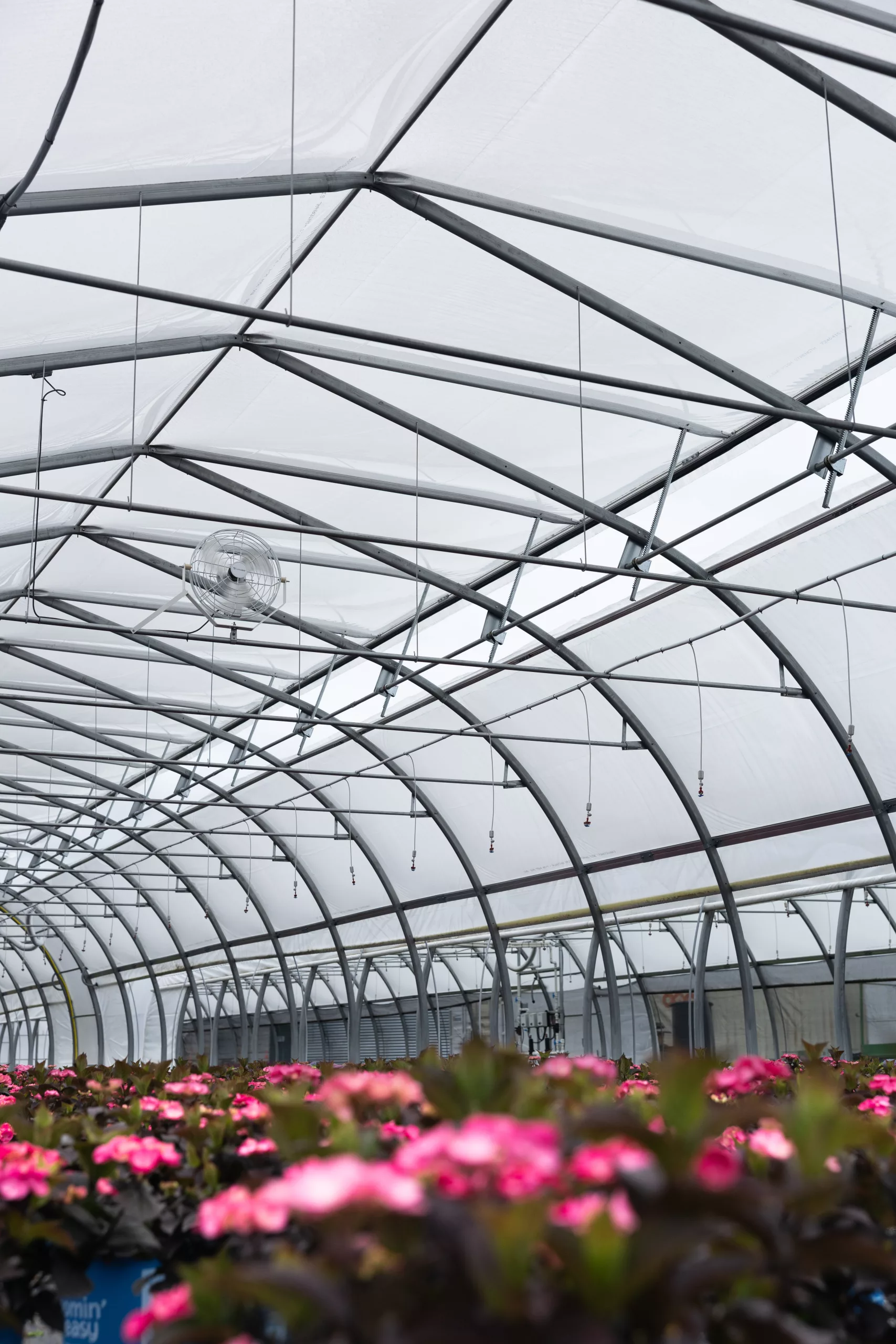van belle nursery - harnois greenhouse