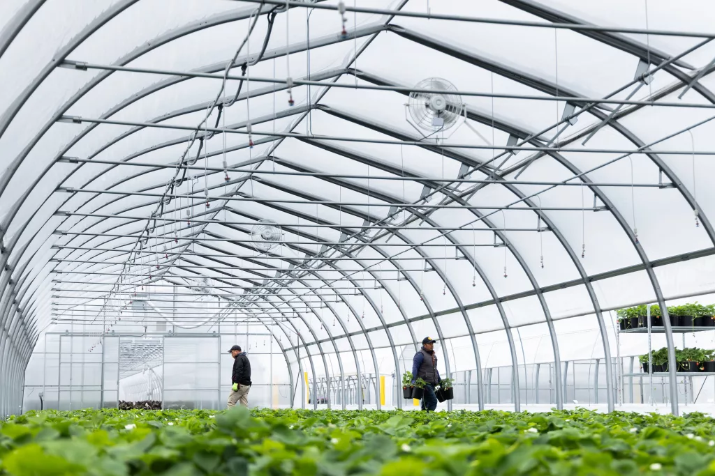 freestanding greenhouse - harnois - van belle nursery