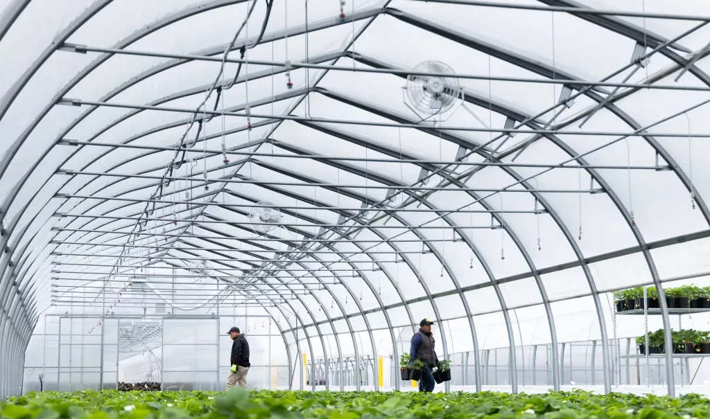 freestanding greenhouse - harnois - van belle nursery