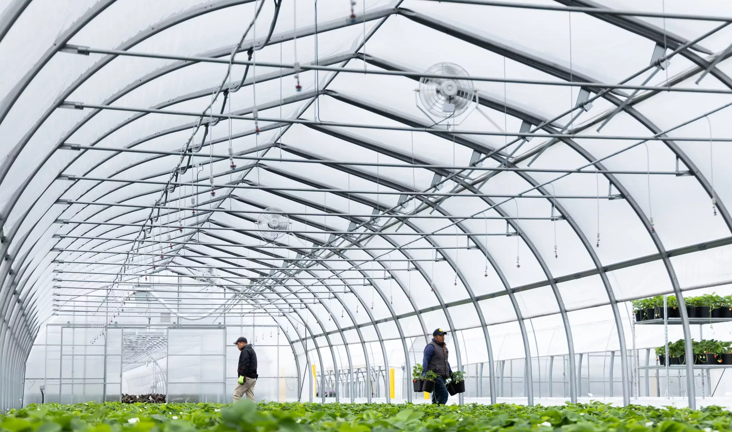 serres professionnelles maraîchères - fraises