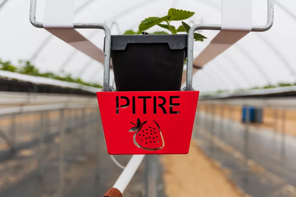 High Tunnel Greenhouse for Strawberries