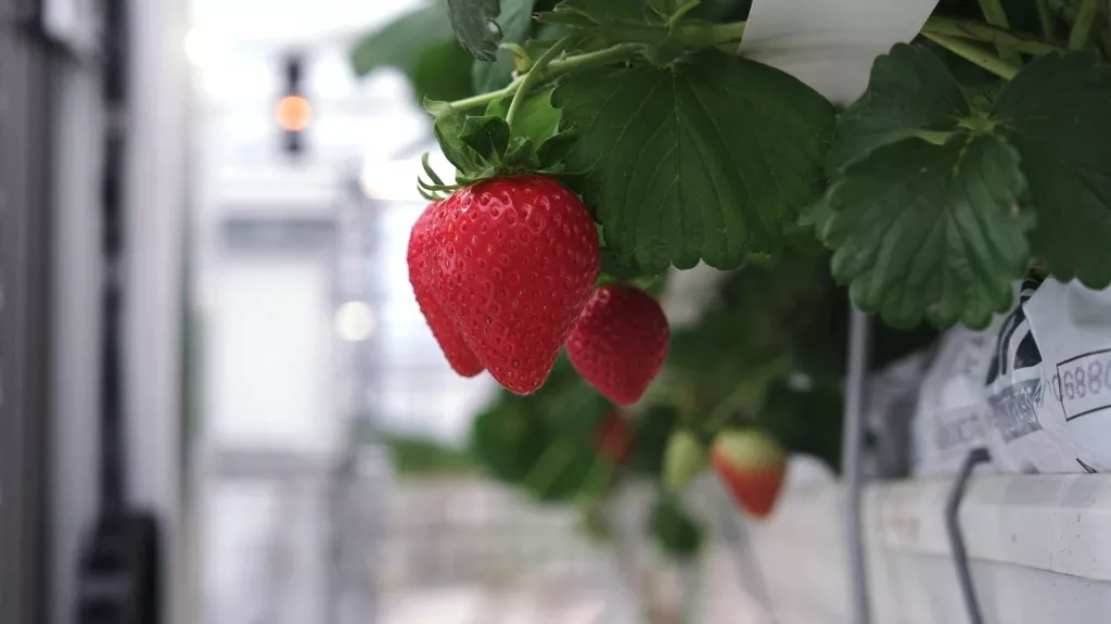 Commercial greenhouse for fruits and vegetables