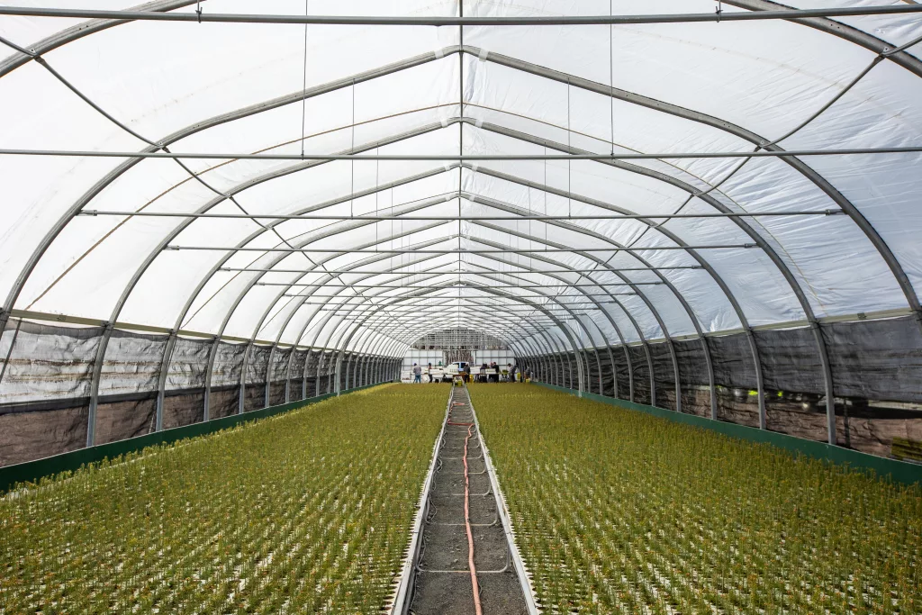 Ovaltech freestanding greenhouse to grow tree seedlings