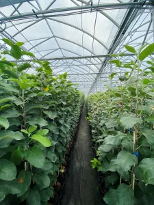 Young apple trees cultivation at Pépinière Rochon in Québec