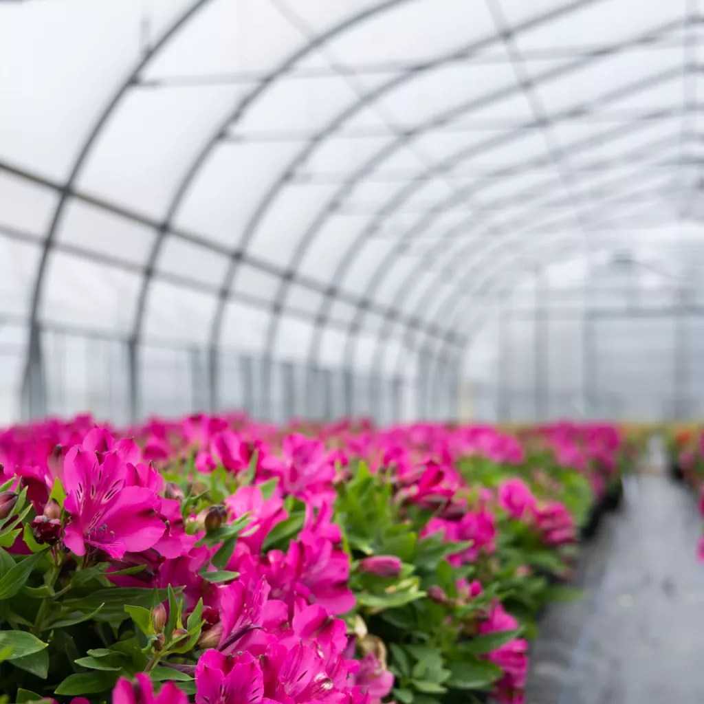 Voici les optimisations pour votre logo Harnois utilisé dans le contexte du mot-clé "serre ornementale" : Alt Harnois Serres – Fabricant de serres ornementales au Québec