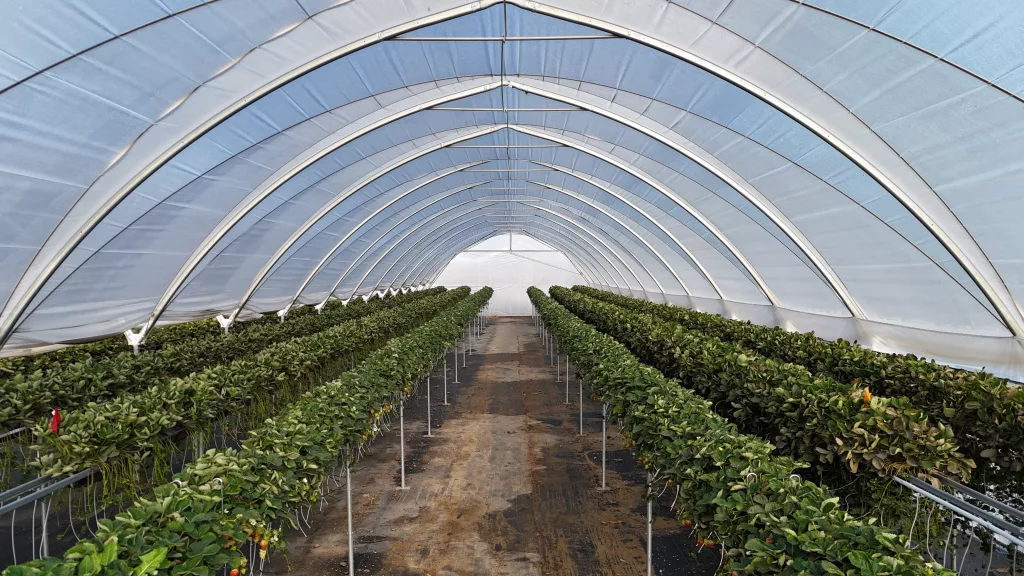 high polytunnel greenhouse - inside view