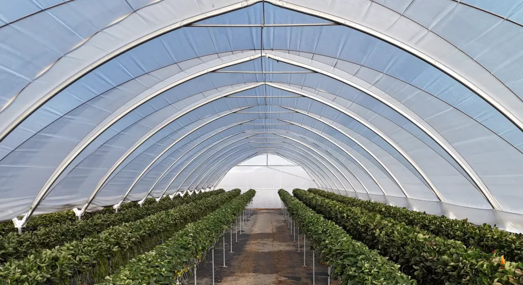 high polytunnel greenhouse - inside view