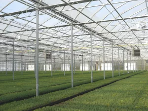 High-tech greenhouse systems for tree nurseries