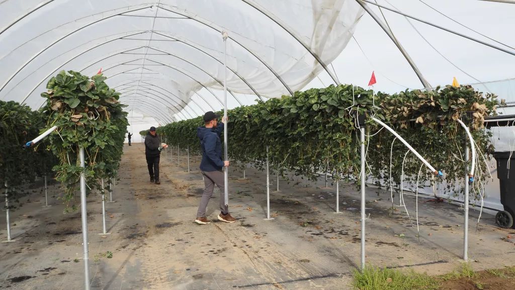 Winterize a High Tunnel Greenhouse