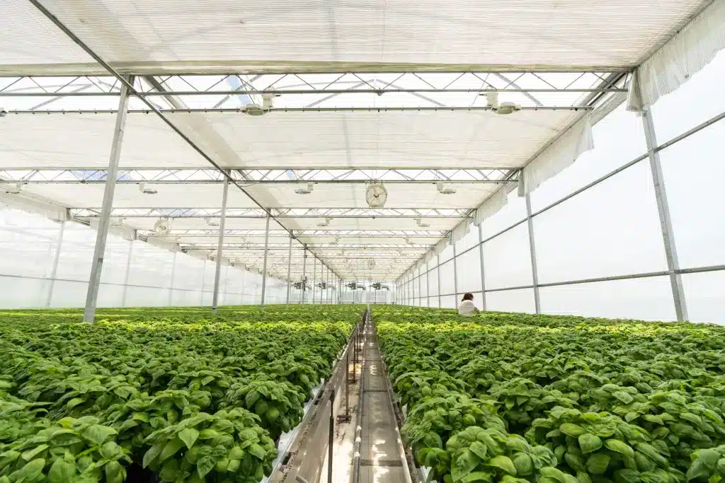 Alberta Growing Greenhouses Program