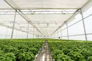 Alberta Growing Greenhouses Program