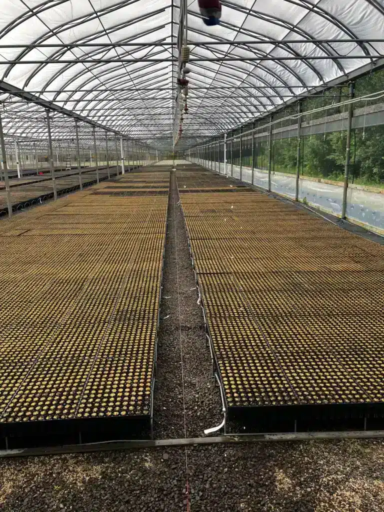 Kingsclear forest nursery - harnois greenhouse - greenhouses for tree seedlings
