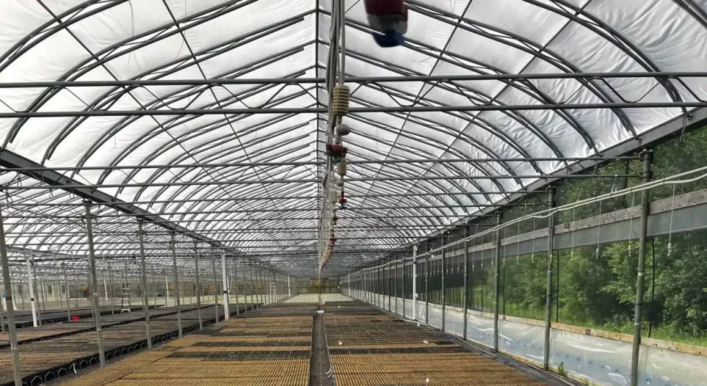 Kingsclear forest nursery - harnois greenhouse - greenhouses for tree seedlings