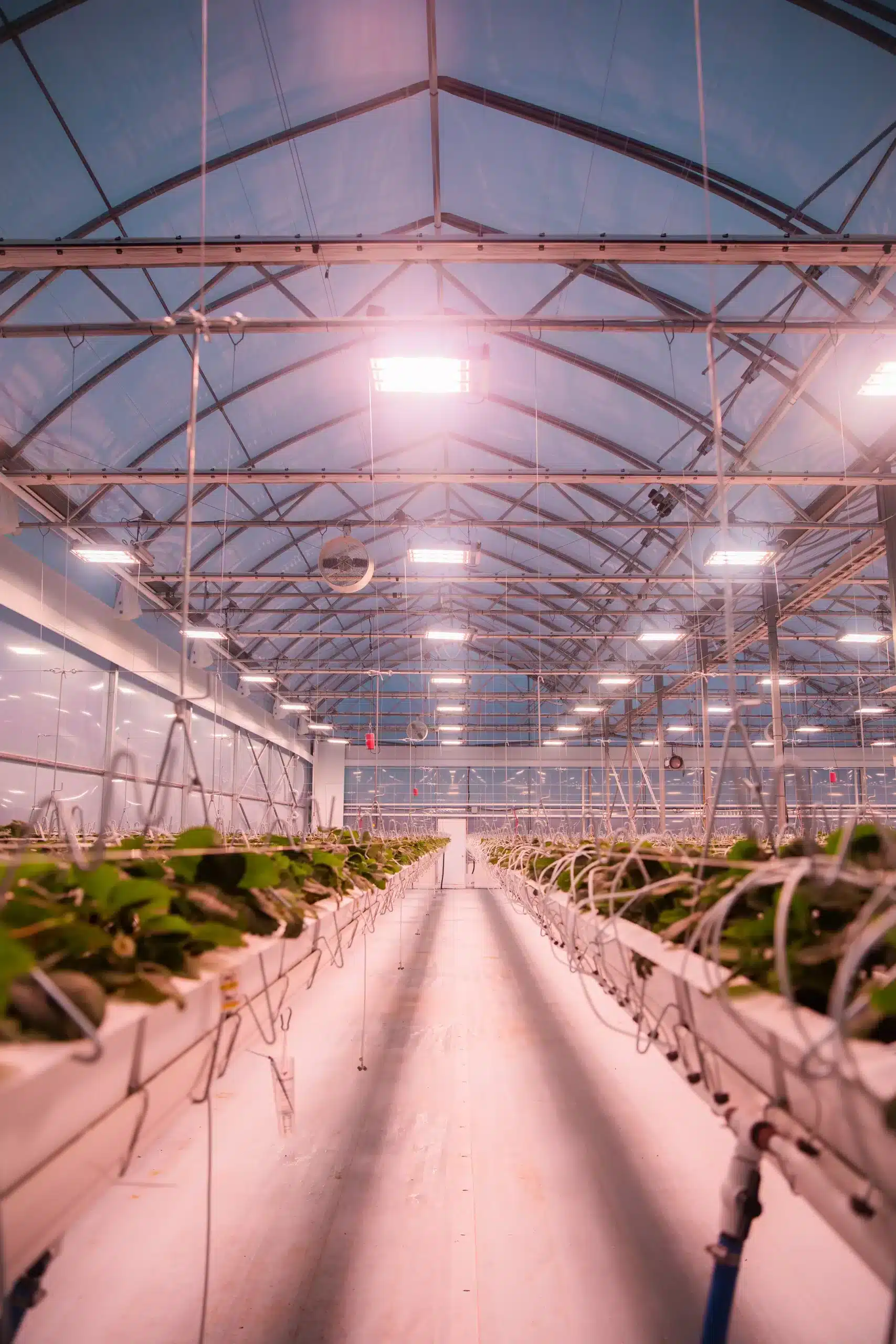 Suspended strawberries - Canada