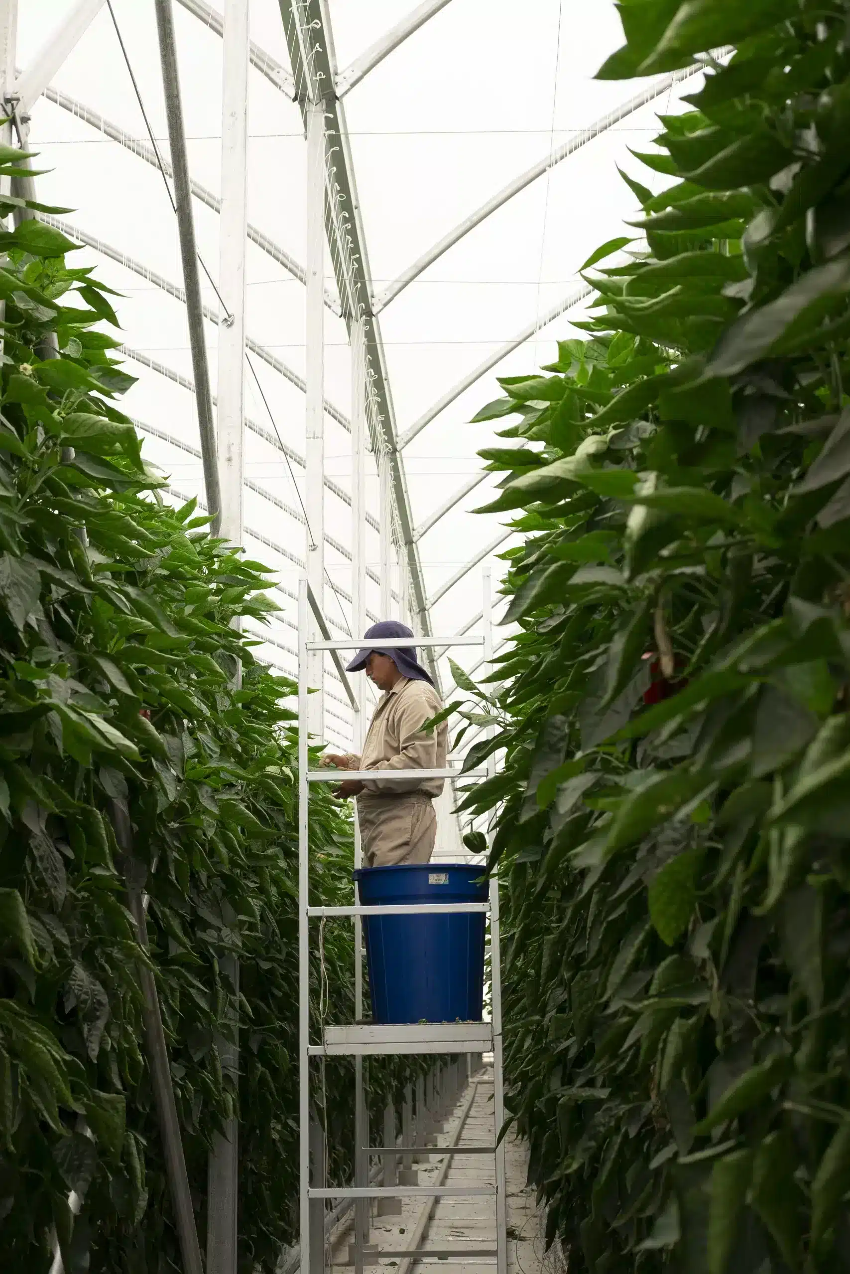 red sun farms - harnois de mexico