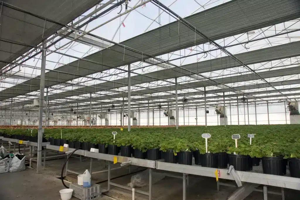 Turnkey commercial greenhouse by Harnois — gutter-connected structure with blackout curtains