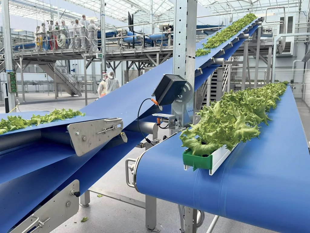 commercial greenhouse production